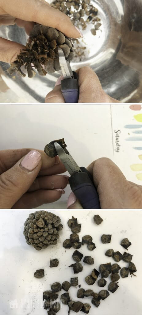 plucking acorn seeds off 