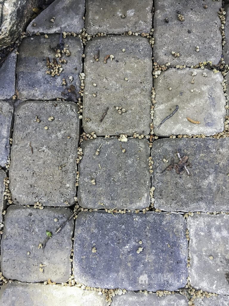 Paver patio covered with small acorns.