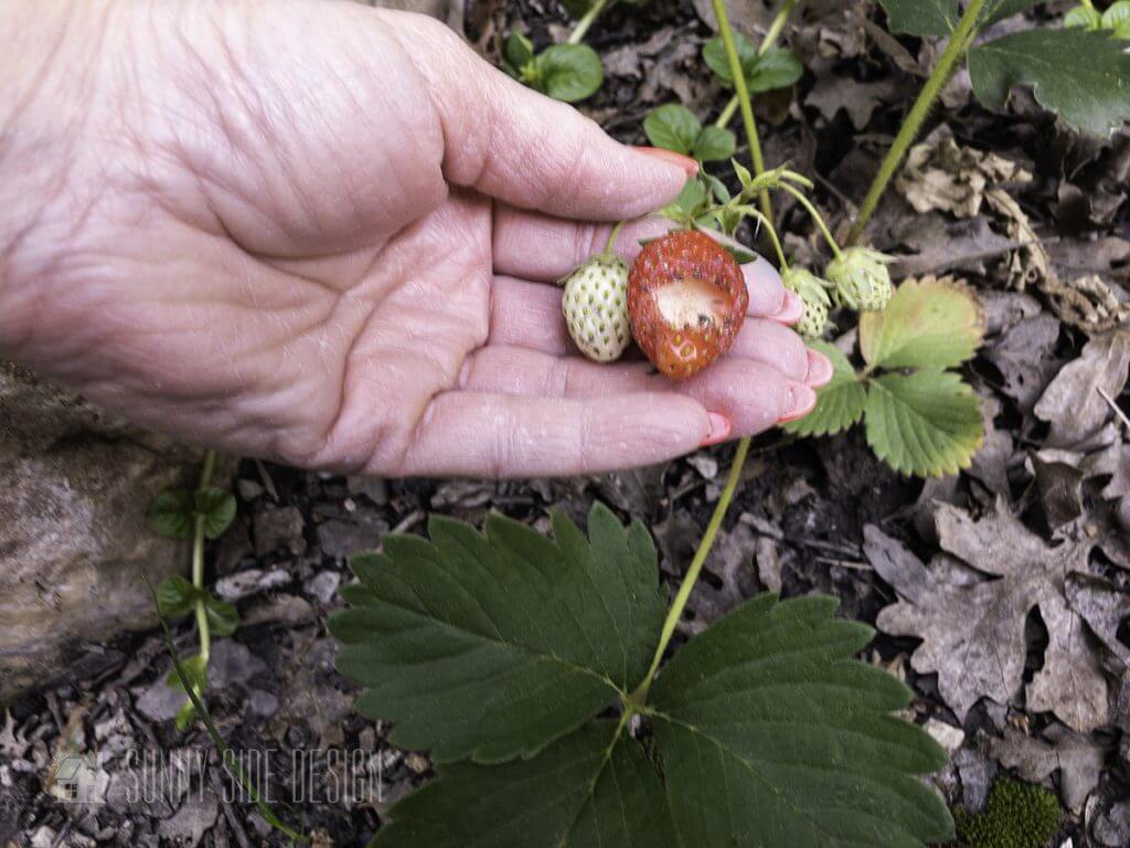 Woman's hand holding a strawberry damaged by slugs and snails.