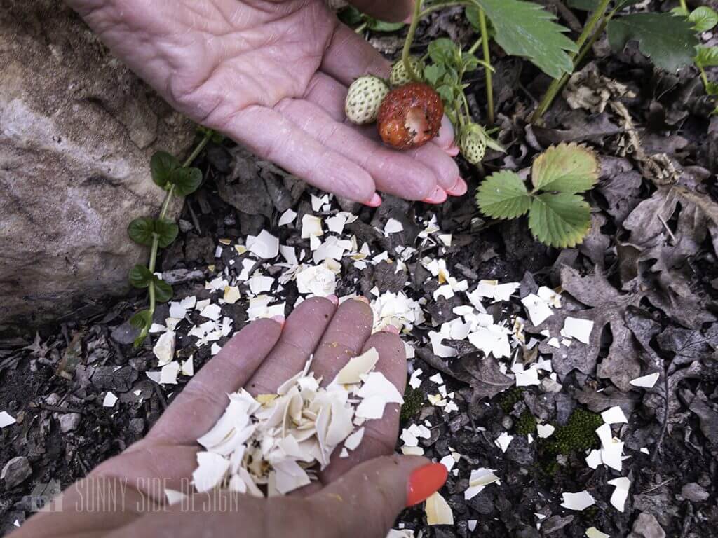 Woman's hands sprinkling crushed eggshells around base of strawberry plants to get rid of slugs and snails in the garden.