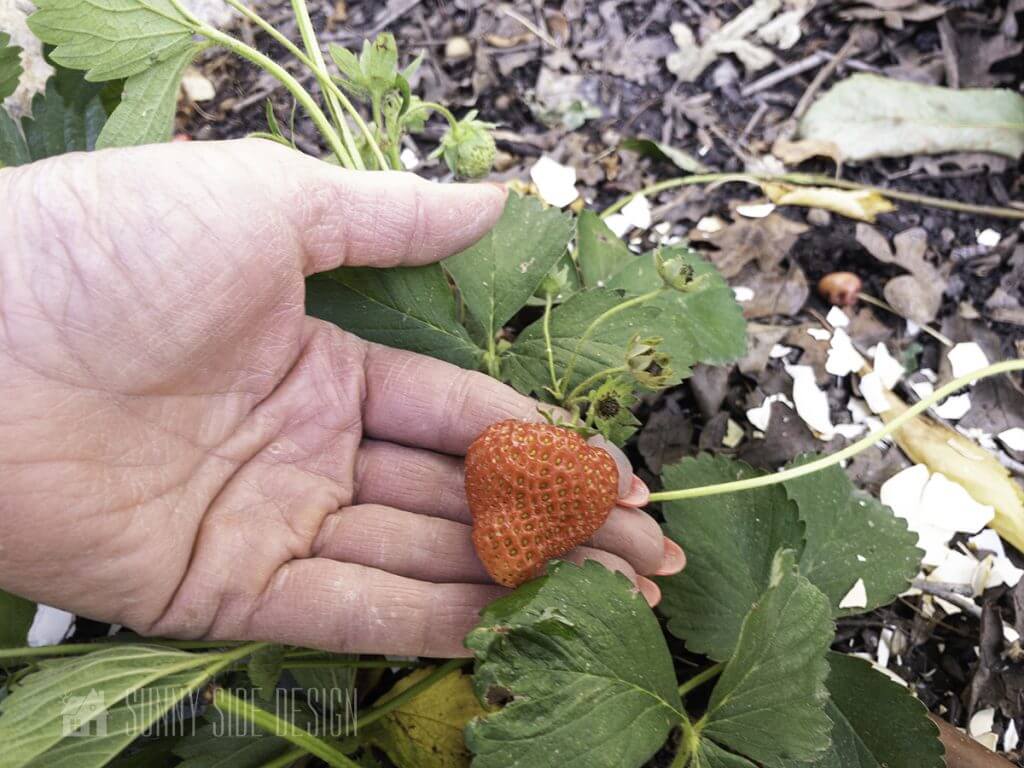 How to Get Rid of Slugs the natural way with eggshells. Woman's hand picks ripe strawberry from garden.