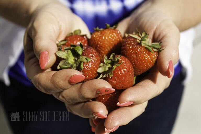 How to Get Rid of Slugs the natural way with eggshells. Woman's hands hold harvested strawberries.