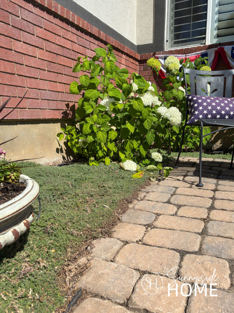 Front yard paver patio with a woolly thyme ground cover and white Annabella hydrangeas.