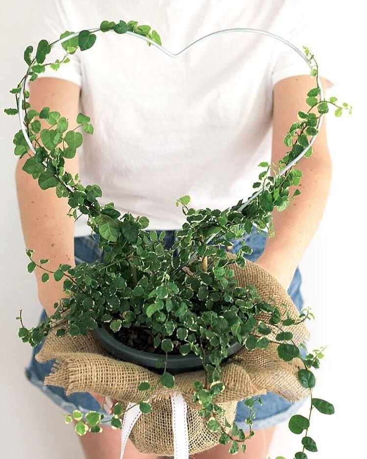 DIY Christmas gift, woman holding a handmade live topiary.