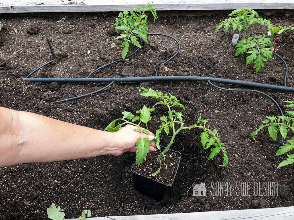 Woman placing a tomato plant into a hole in the dirt, in a planter box with drip irrigation.