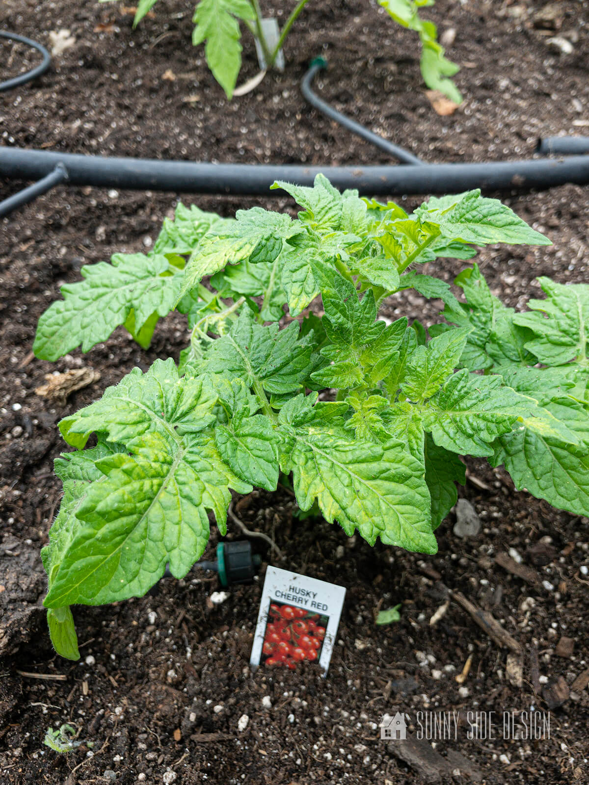 Growing Tomatoes Simple Tips You Need to Know for Success