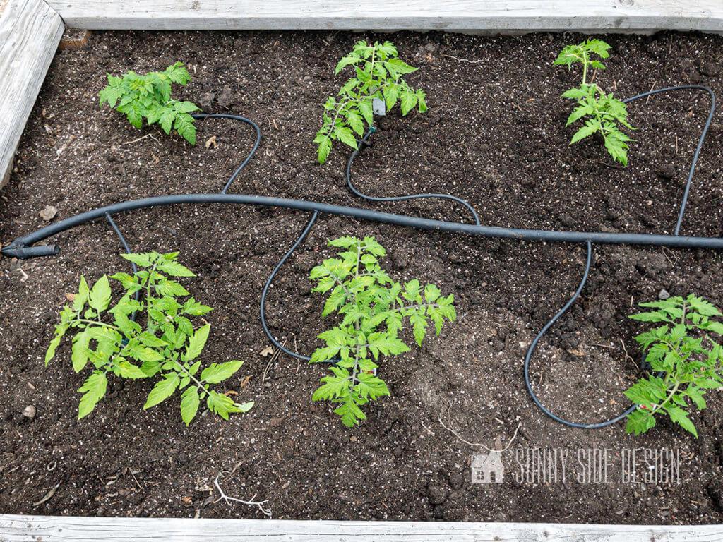 Tomato plants in a backyard vegetable planter box with drip irrigation.