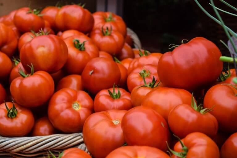 Tips for Growing Tomatoes, basket full of backyard garden tomatoes feature image