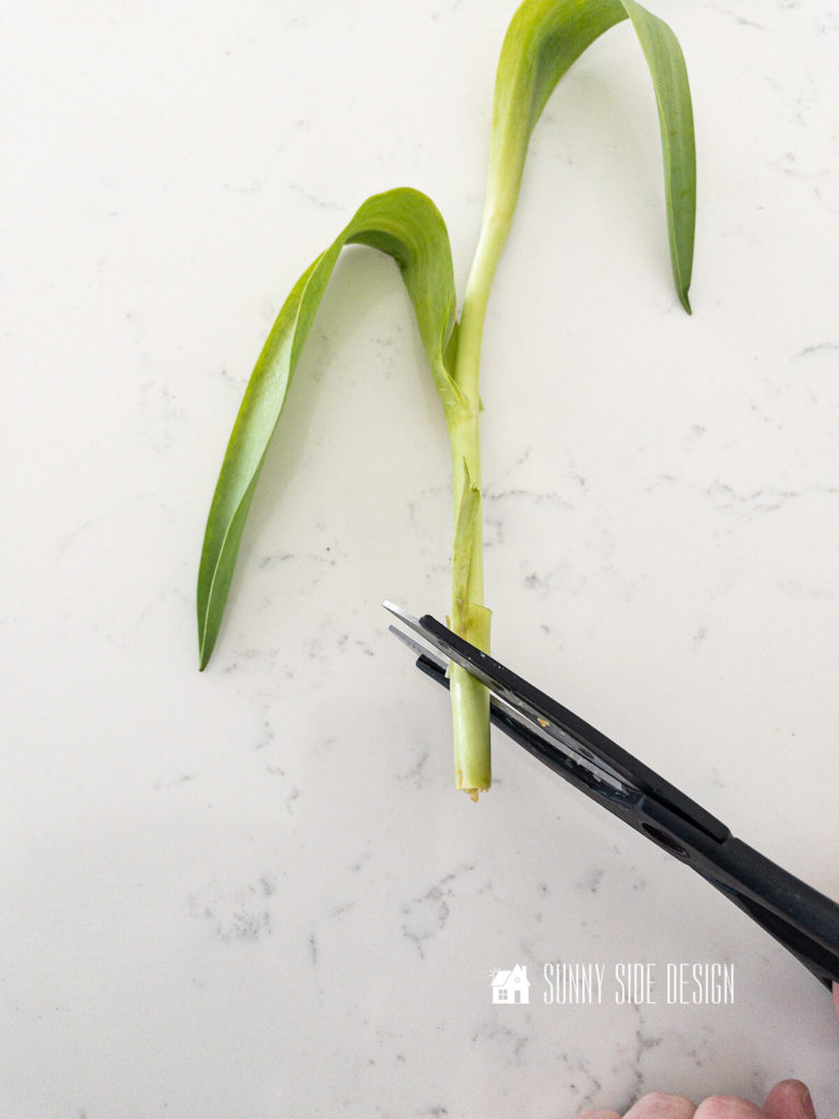 Trim the tulip stem on a diagonal, removing about 1/2 inch. This allows the tulip to drink in the cold water.