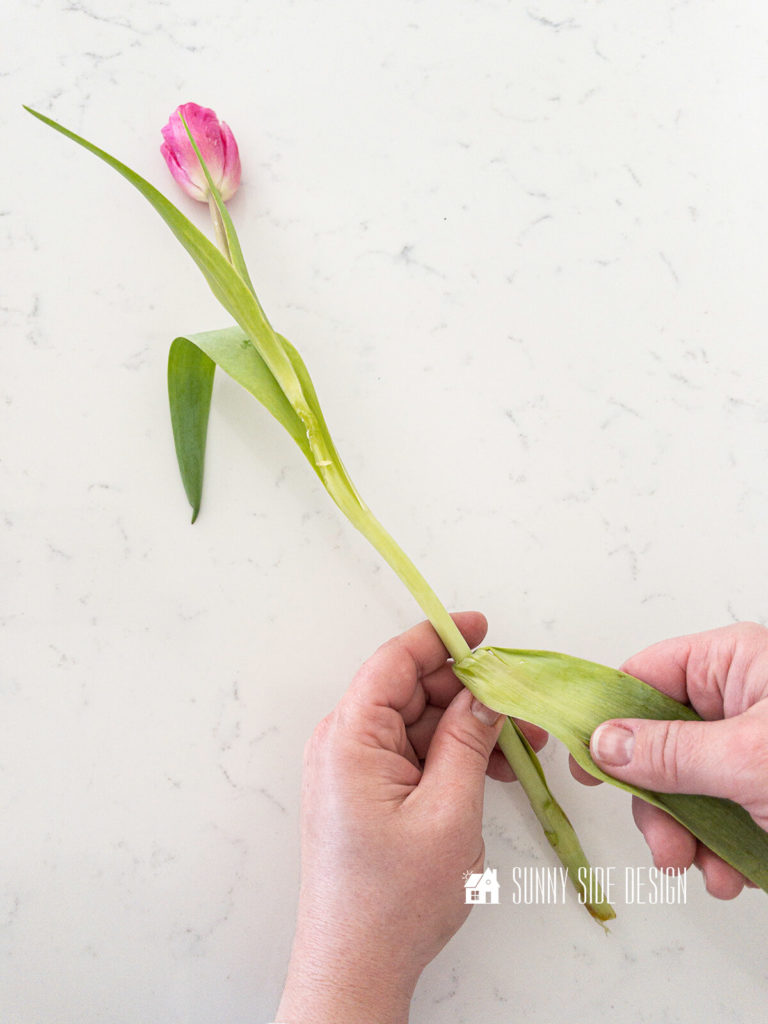 Remove the lower leave from the tulip stem.