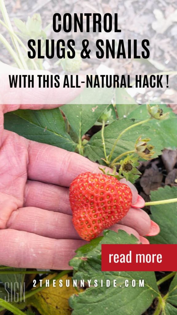 PINTEREST IMAGE, WOMAN HOLD A BEAUTIFUL RIPE STRAWBERRY FROM THE GARDEN, AFTER ADDING EGGSHELLS TO THE GARDEN TO PREVENT SLUG AND SNAILS FROM EATING THE FRUIT.
