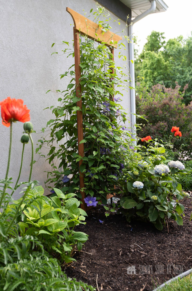 DIY garden trellis with cedar boards and hog wire with clematis , hydrangea and poppies.