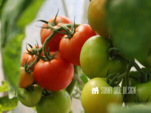 Extend gardening season with walls of water, mature tomato plants with a abundance or ripe and ripening tomatoes.