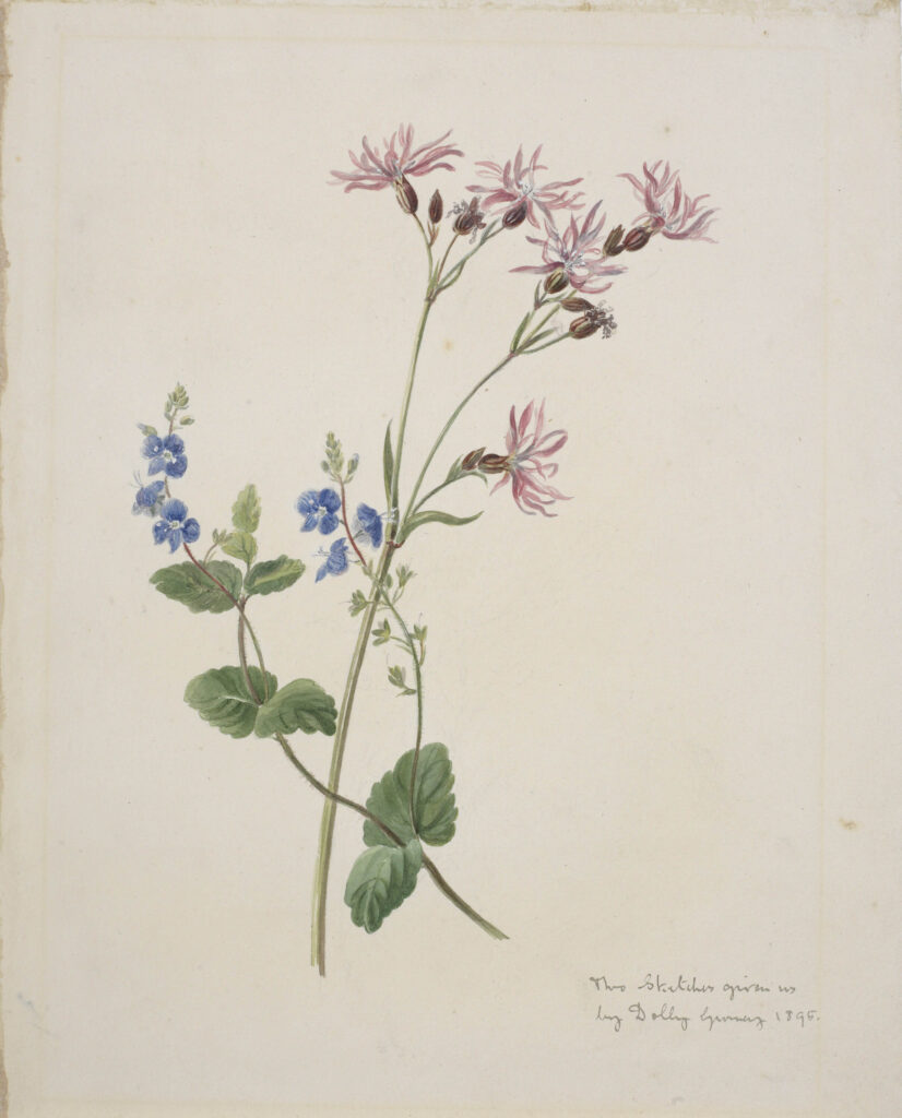 Vintage image of wild flower art.