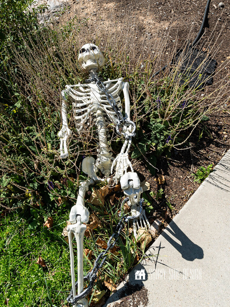 Skeleton placed outside in the flower garden, with fake handcuffs and chain.