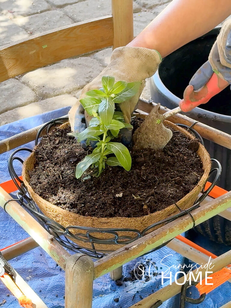 Plants are added to the chair planter.
