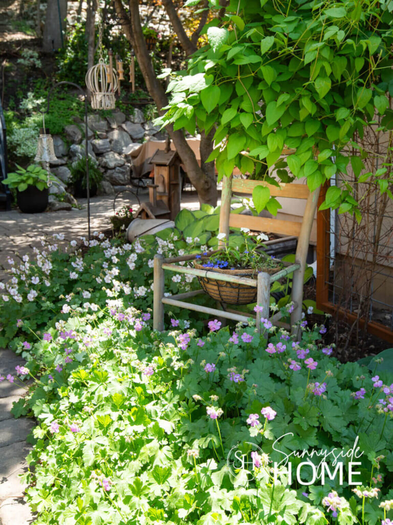 A little whimsy in the garden with an old farmhouse chair converted to a planter in a bed of wild geranium.