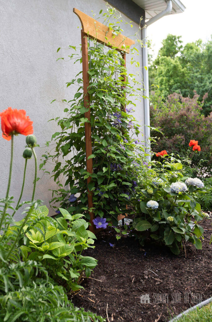 Backyard ideas include a simple garden trellis with purple clematis, orange poppies and white hydrangea.