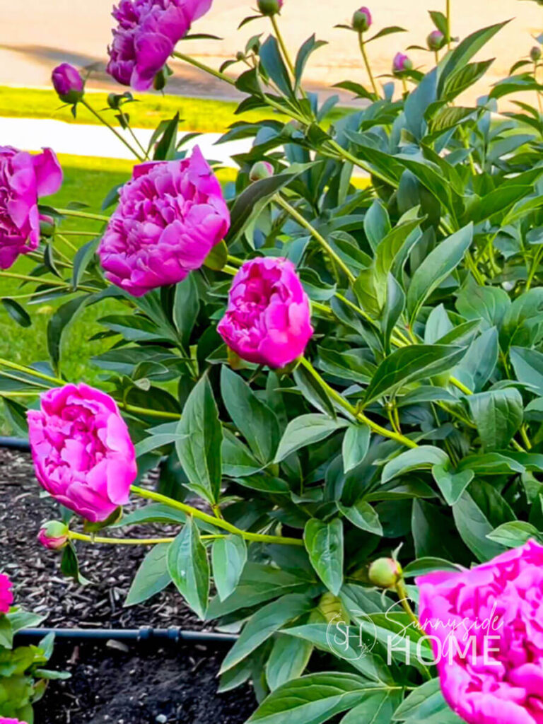 Pink peonies ready to be cut from the garden in the marshmallow stage.