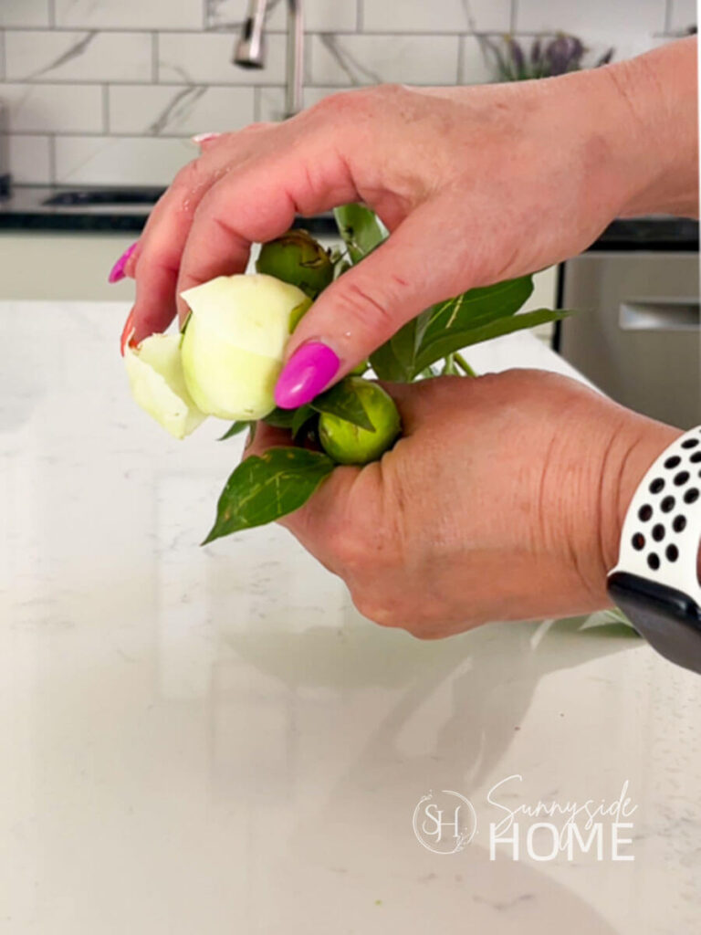 Woman gently squeezed a white peony bud to check if it's in the marshmallow stage for preservation.