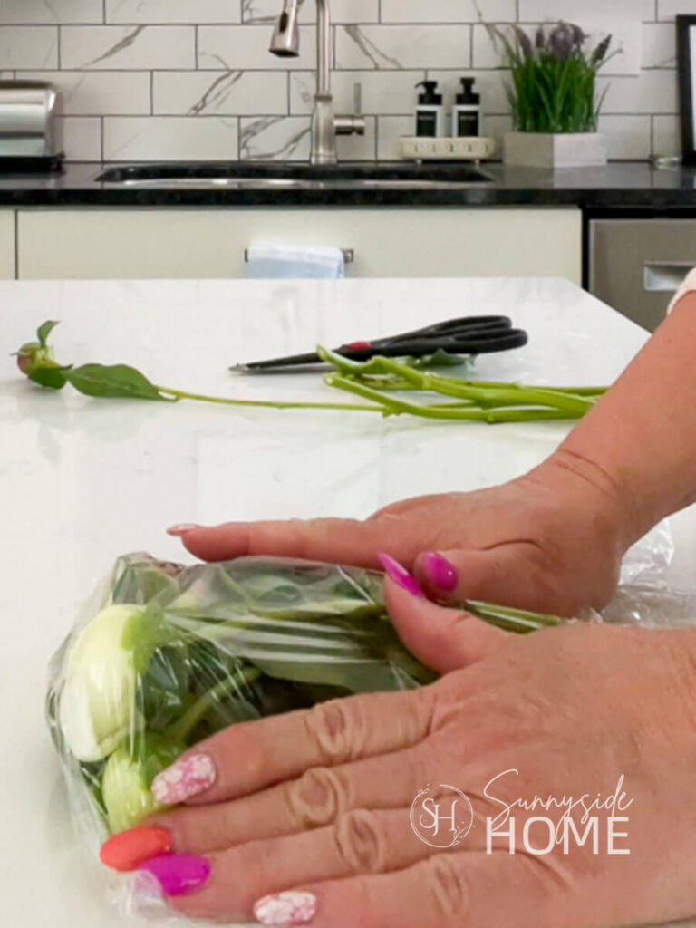 Woman places peony buds to preserve them for a couple of months in plastic wrap.