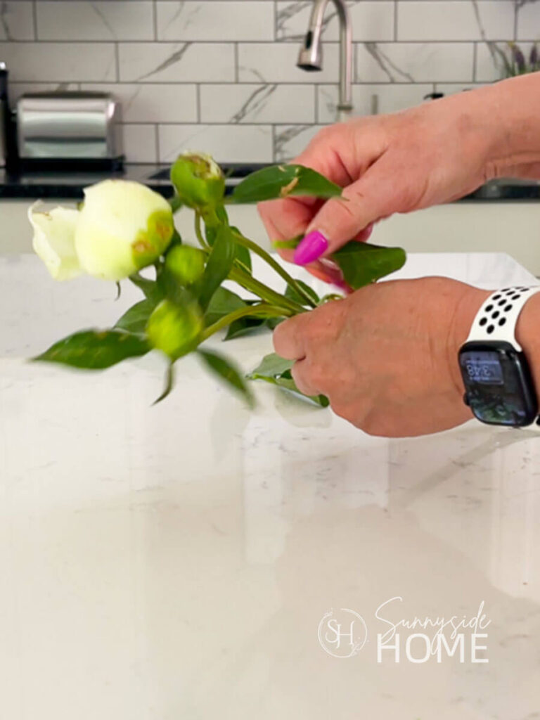 Woman removes leaves from a stem of white peony buds to preserve them for a couple of months.