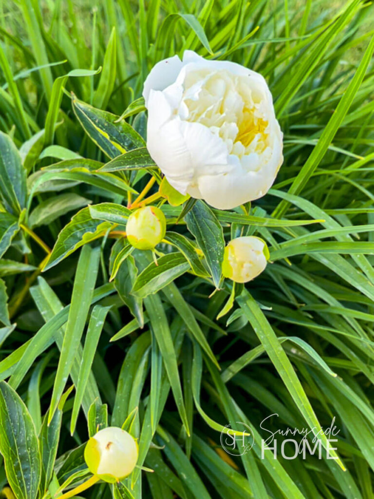 White peonies ready to be cut from the garden in the marshmallow stage.