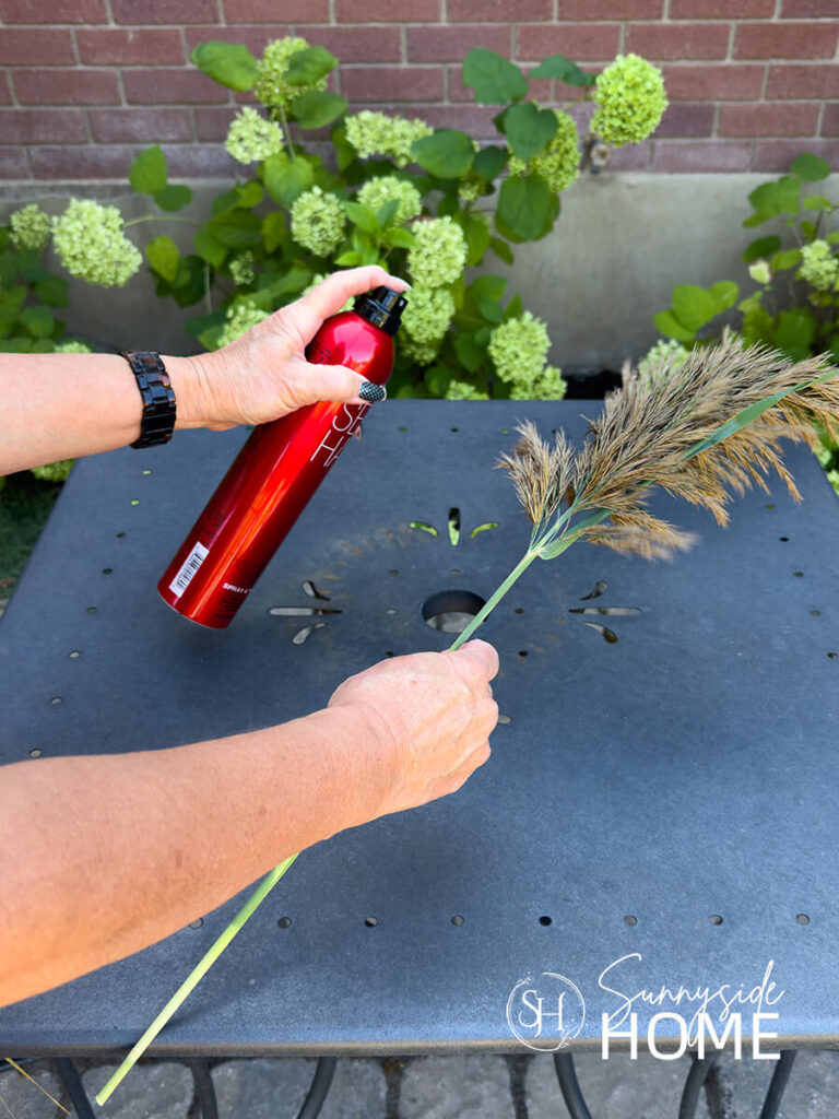 Woman applies hair spray to a cut stem of pampas grass to prevent it from shedding.
