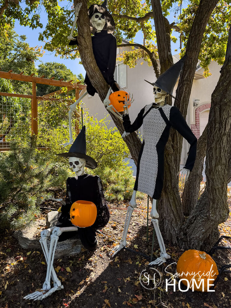 Three skeletons in a maple tree dressed in black thrift store dress with witch hats and pumpkin buckets in their hands. Fun last minute outdoor Halloween Decorarions.